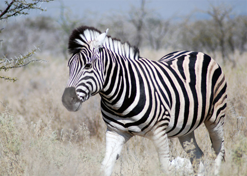 Zebra V