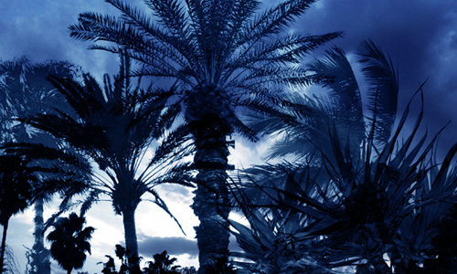 Palm Tree Brush Set