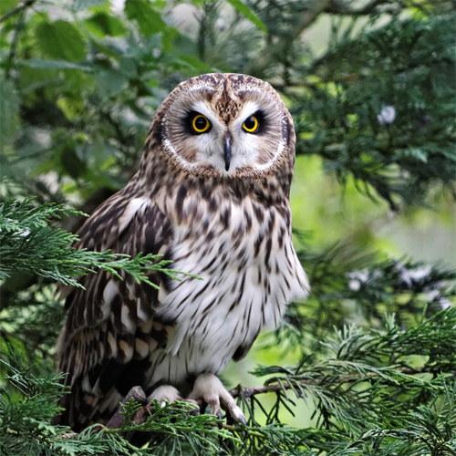 Short-eared Owl