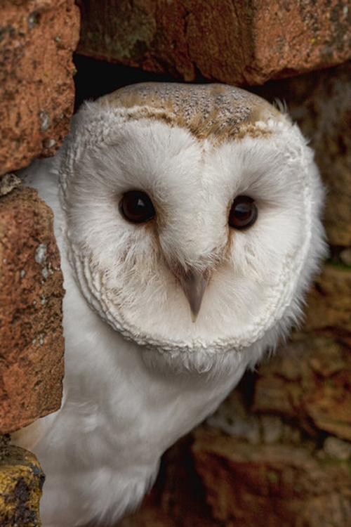 Barn Owl