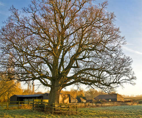 Boxham tree