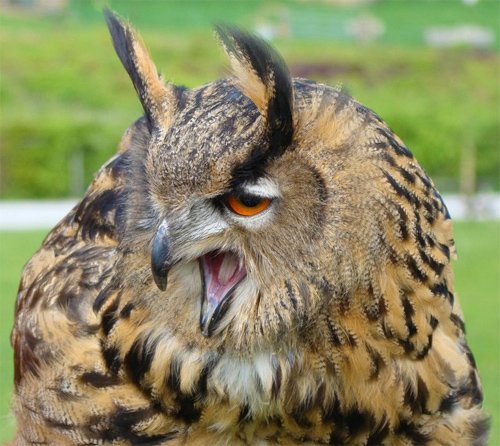 Owl