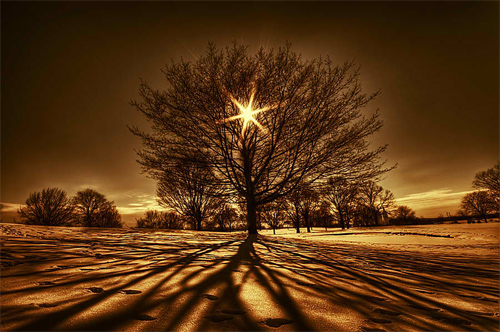 Tree Of Light