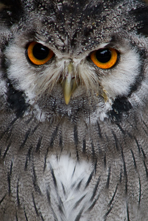 Scops owl