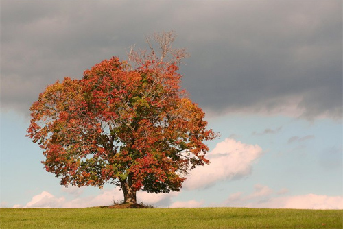 Autumn Tree