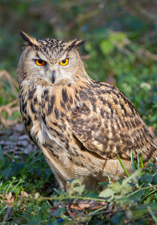 Eagle Owl