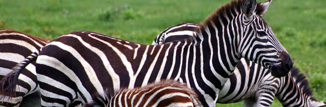 33 Strikingly Beautiful Pictures of Zebras