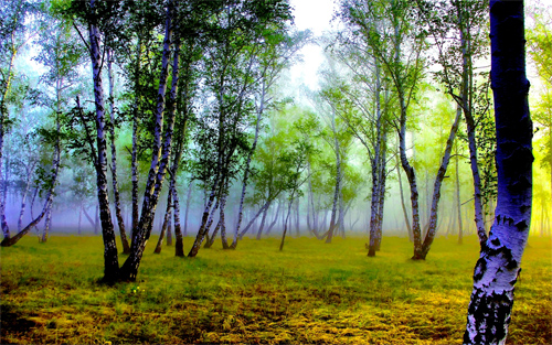 FOGGY FOREST