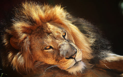 Really Sad Lion Picture