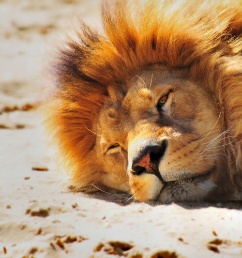 Incredibly Adorable Lion Picture