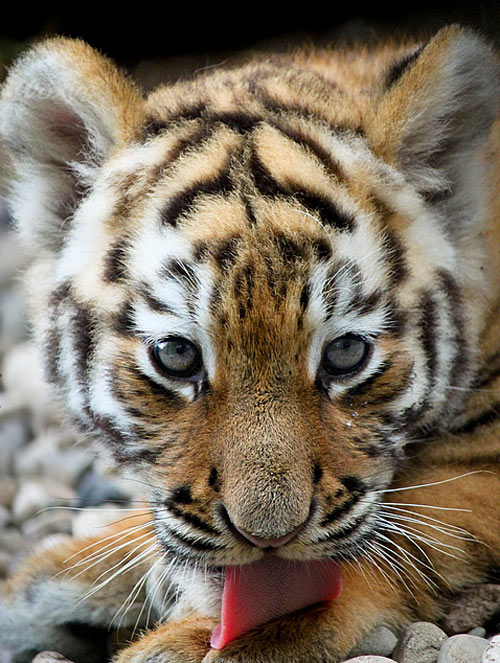 Pretty Tiger Picture