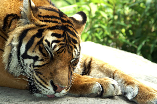 Really Eye-Catching Tiger Picture