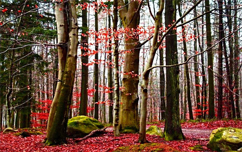 Reddish Forest