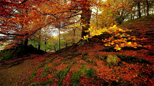Autumnal Forest Wallpaper