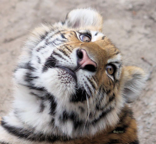 Pretty Amazing Tiger Picture