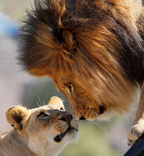 Really Sweet Lion Picture