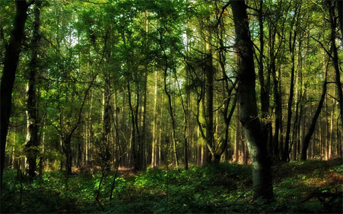 Forests https://naldzgraphics.net/wp-content/uploads/2012/03