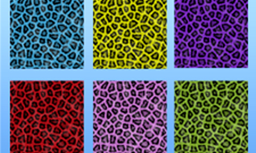 Animals Leopard Patterns