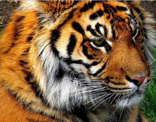 Sad Yet Nice Tiger Picture
