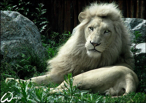 Unbelievable Lion Picture