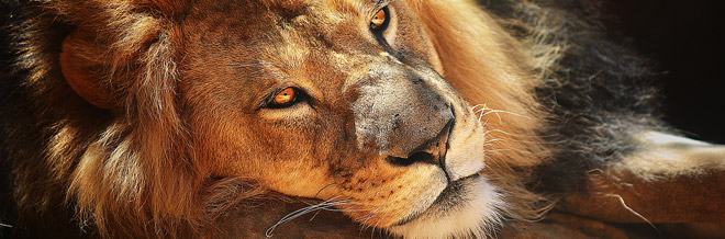30 Ferocious Yet Engaging Lion Pictures