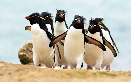 penguins wallpaper