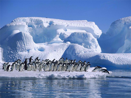 Penguins (2)