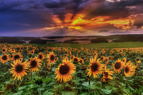 sunflowers at sunset