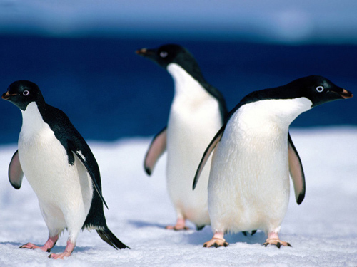 penguins wallpaper