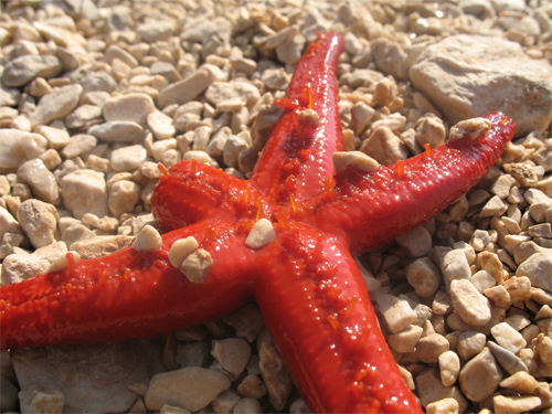 Starfish, the Echinoderm