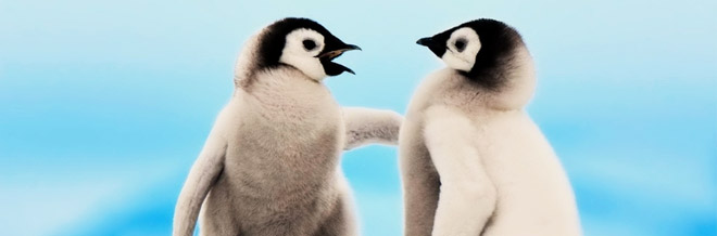 30 Cute Examples of Penguin Wallpaper