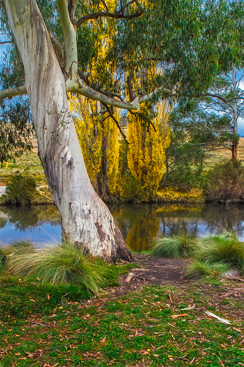 The River Gum