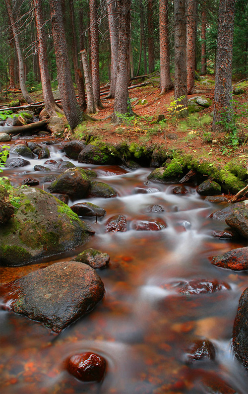 Dead Forest River