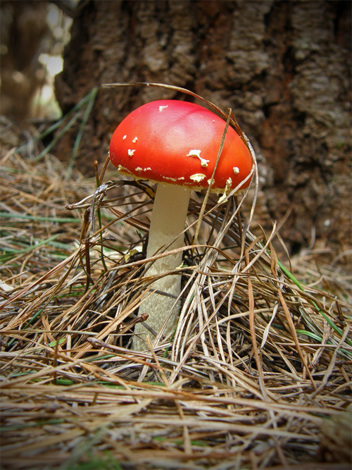 Mushroom