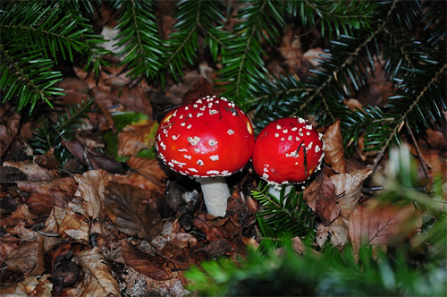 Amanita mushroom