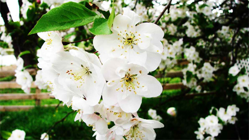 Cherry Blossom Tree 2