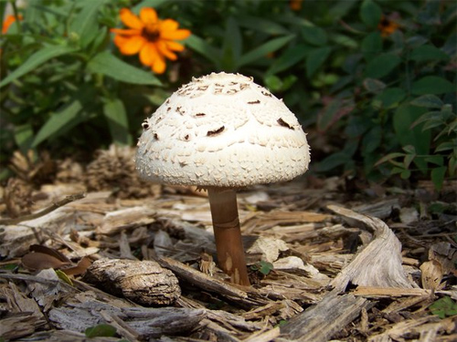 Mushroom