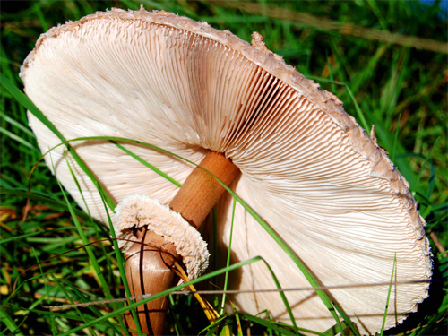 mushroom umbrella