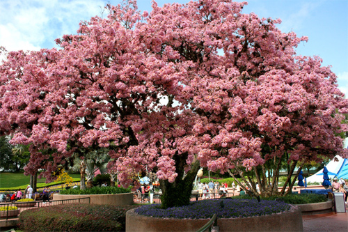 the japanese cherry blossom