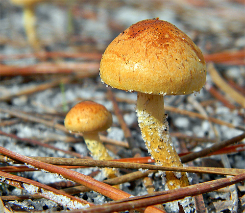 Mushrooms & Pine Needles