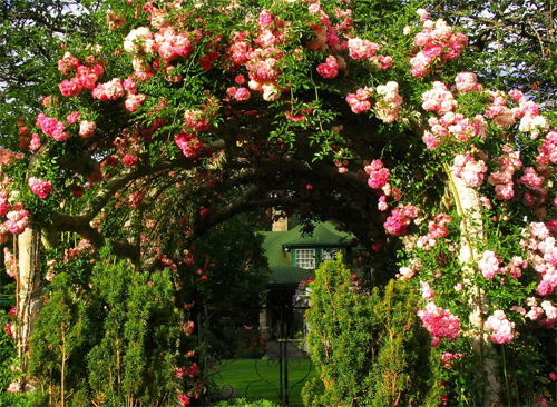 rose Garden