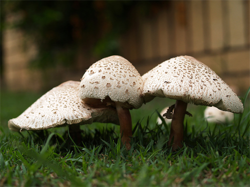 Mushroom Family