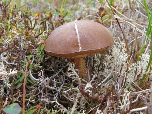 Mushroom