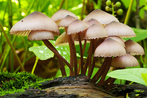 Mushroom Cluster