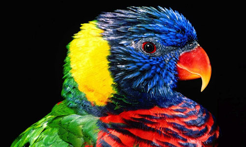 Colorful Parrot Wallpaper