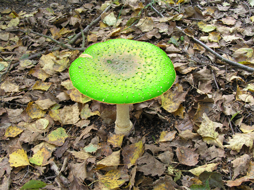 Toxic Mushroom