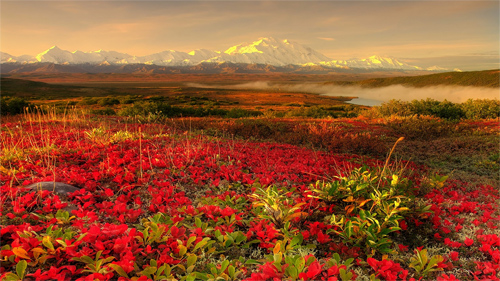 Alaska BeautiFul Garden Red Rose Wallpaper