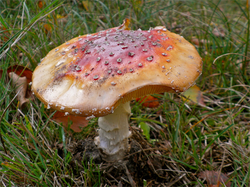 Mushroom hunt 6