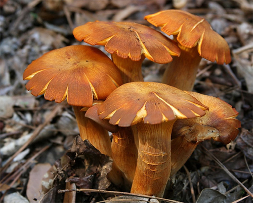 Mushrooms in the Woods