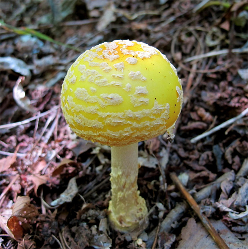 Magic Yellow Mushroom